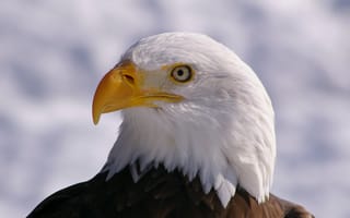 Обои Птица, белоголовый орлан, взгляд, bird, профиль, bald eagle