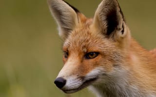 Обои Fox, лисица, мордочка, взгляд, рыжая, лиса