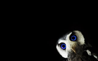 Обои owl, black, animals, blue eyes, minimalism