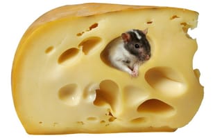 Картинка сыр, мышь, белый фон, крыса