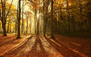 Обои природа, деревья, свет, солнце, тени, лес, осень, листва, лучи