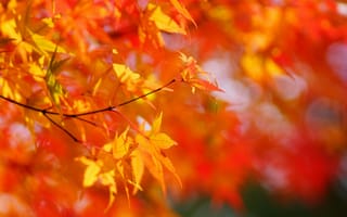 Картинка осень, солнце, желтые, солнечно, дерево, листья, клен, крона