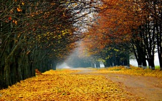 Обои природа, пейзаж, дорога, осень, лес, деревья, leaves