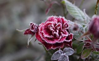 Картинка роза, мороз, кристаллы, иней, красная, холод, цветок, снежинки