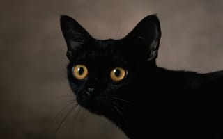 Картинка пристальный, черный, взгяд, кот