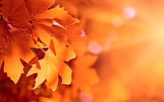 Картинка осень, боке, листья