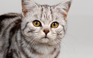 Картинка кот, глаза, серый, окрас, кошка, морда, полосы, желтые, взгляд, усы