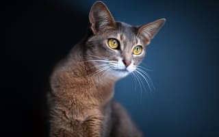 Картинка Кот, взгляд, синий фон, размытость, кошка, уши, глаза