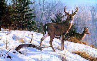 Обои Bruce Miller, On the Ridge, живопись, олени, животные, ель, зима, снег
