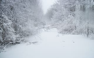 Картинка зима, лес, деревья, дорожка, Nature, снег, trees, мороз, winter, snow, path, frost, forest