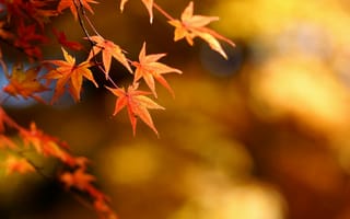 Картинка листья, осень, клен, фокус