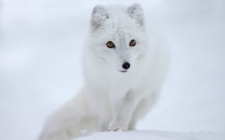 Картинка Песец, взгляд, мордочка, снег, полярная лисица