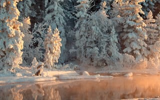 Картинка солнечно, деревья, зима, вода, отражение, снег, река, лес