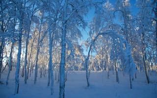 Картинка Sweden, снег, деревья, зима, Швеция