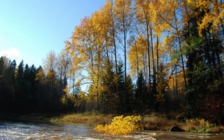 Картинка лес, деревья, trees, Осень, речка, autumn, river, forest