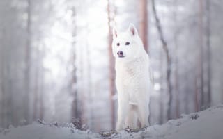Картинка собака, зима, друг, взгляд
