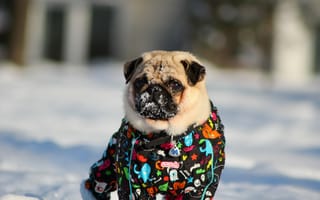 Картинка Мопс, снег, зима, pug