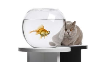 Картинка кот, аквариум, золотая рыбка