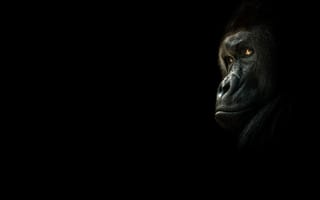 Картинка горилла, взгляд, обезьяна, чёрный, тёмный
