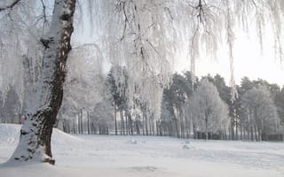 Картинка холод, зима, природа, trees, мороз, деревья, снег, Nature