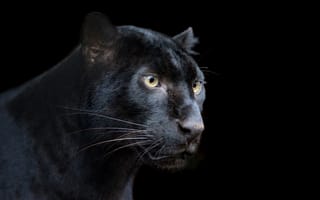 Картинка пантера, черный фон, леопард, черная, хищник