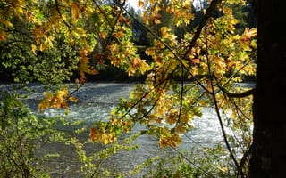 Картинка осень, листья, река, Nature, дерево, ветви, природа, желтые