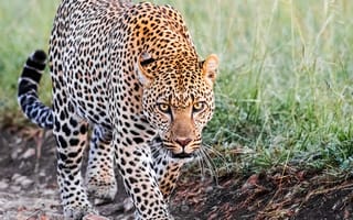 Картинка леопард, взгляд, походка