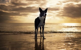 Картинка Fort Myers Beach, собака, USA, Florida, пляж