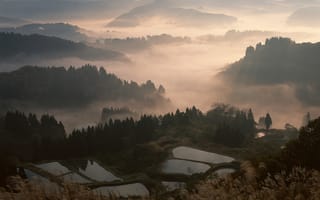Картинка япония, туман, лес