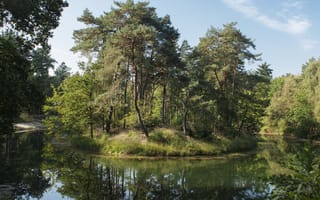 Картинка зелень, лето, summer, Природа, nature, trees, островок, деревья