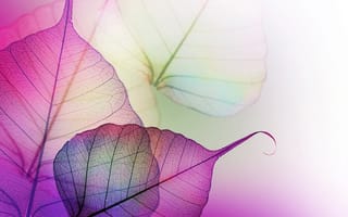 Картинка листья, прозрачные, прожилки, фиолетовые, сиреневые