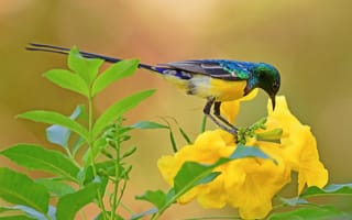 Картинка Ошейниковая нектарница, птица, листья, цветок