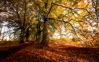 Картинка деревья, leaves, path, Природа, nature, autumn, colors, fall