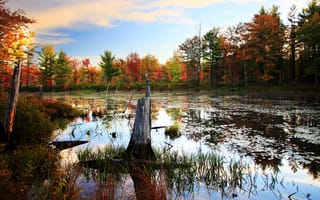 Картинка осень, лес, forest, Природа, деревья, болото, trees, nature