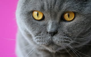 Обои кошка, кот, взгляд, Британская короткошёрстная кошка, глаза, усы, мордочка