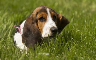 Картинка Бассет-хаунд, трава, пёс