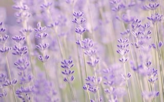 Картинка Lavender, цветы, макро, лаванда, сиреневые, размытость