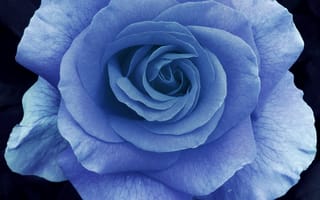 Обои роза, лепестки, макро, голубая