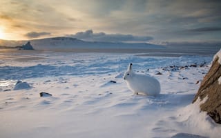 Картинка заяц, Арктический беляк, Арктика, снег, зима, Канада