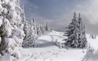 Картинка ёлки, снег, тропинки, зима