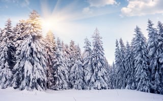 Картинка ёлки, снег, облака, солнце, зима