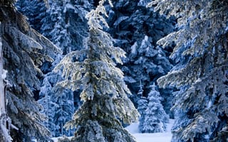 Картинка сказочный, снег, лес, сугробы, зима, ёлки, ель, зимний