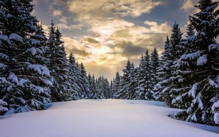 Картинка Норвегия, снег, зима, лес