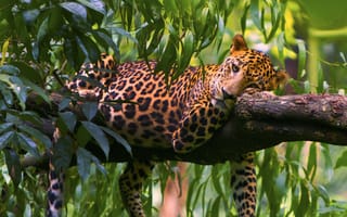 Картинка леопард, отдых, листья, дерево, хищник
