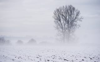 Картинка поле, пейзаж, туман