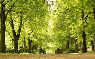 Картинка green, park, spring, alley