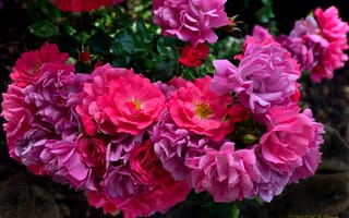 Картинка розы, лепестки, розовый куст