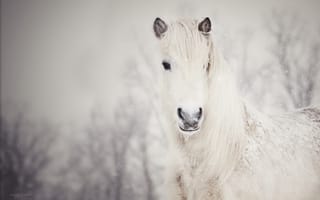 Картинка снежная, белая, снег, лошадь