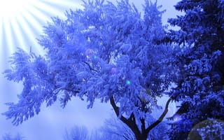 Картинка зима, дерево, блики, солнечные лучи, иней