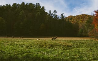 Картинка USA, grass, wood, deer, trees, forest, United States, valley